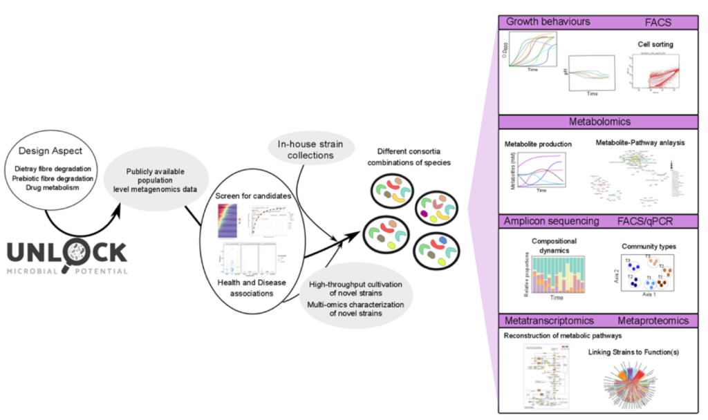 Overview of process from data mining to design and investigation of synthetic gut microbial communities for unravelling community stability and functional processes. Figure by Sudarshan Shetty.​ Belongs to the Biodiscovery Platform.