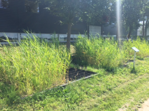 Photograph of constructed wetlands in summer
