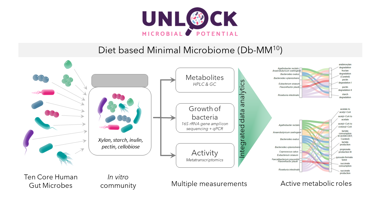 Read more about the article New publication: Designing a Diet-based Minimal Microbiome